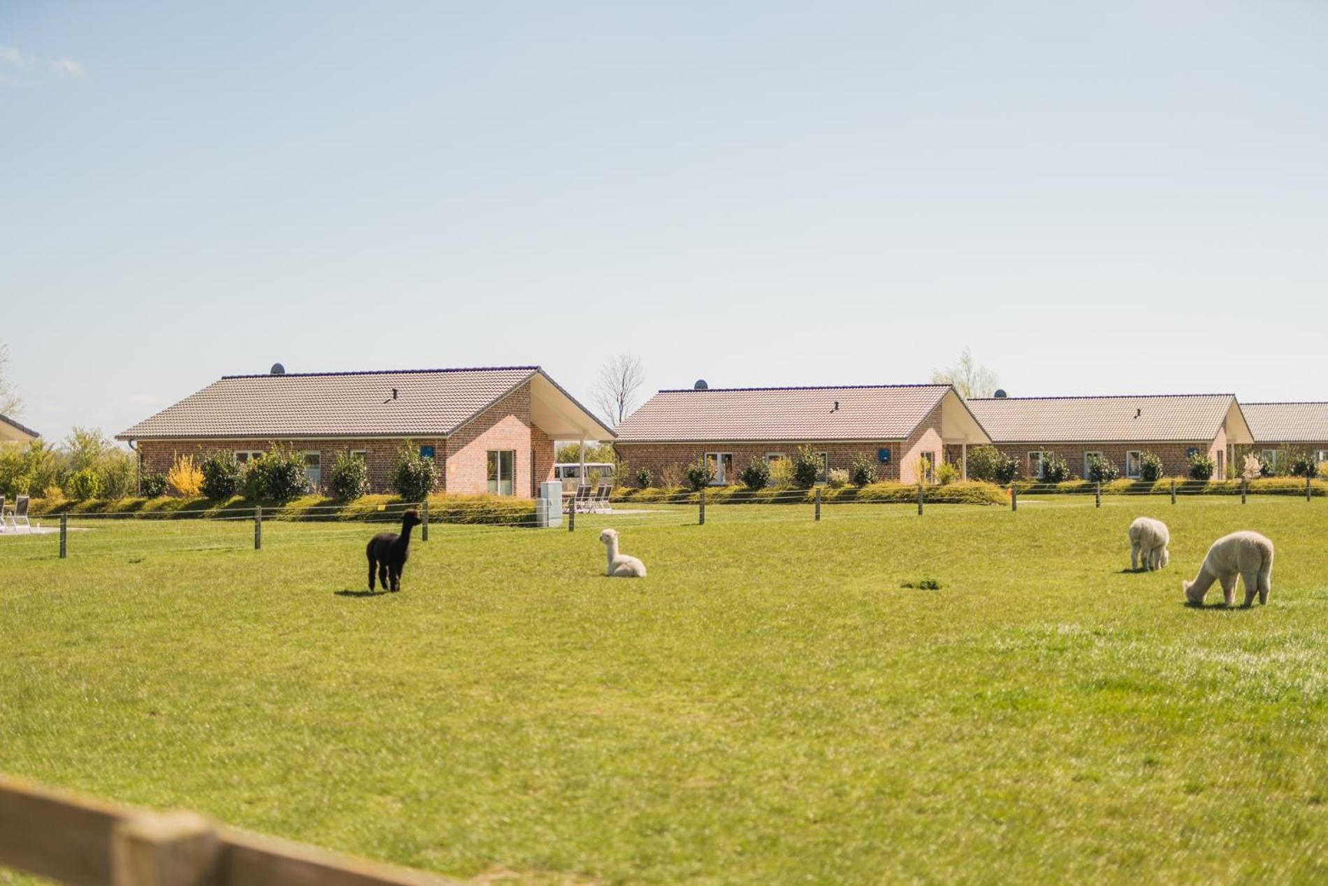 Buedlfarm - Der Familien-Erlebnishof In Strandnaehe Fehmarn Exterior foto