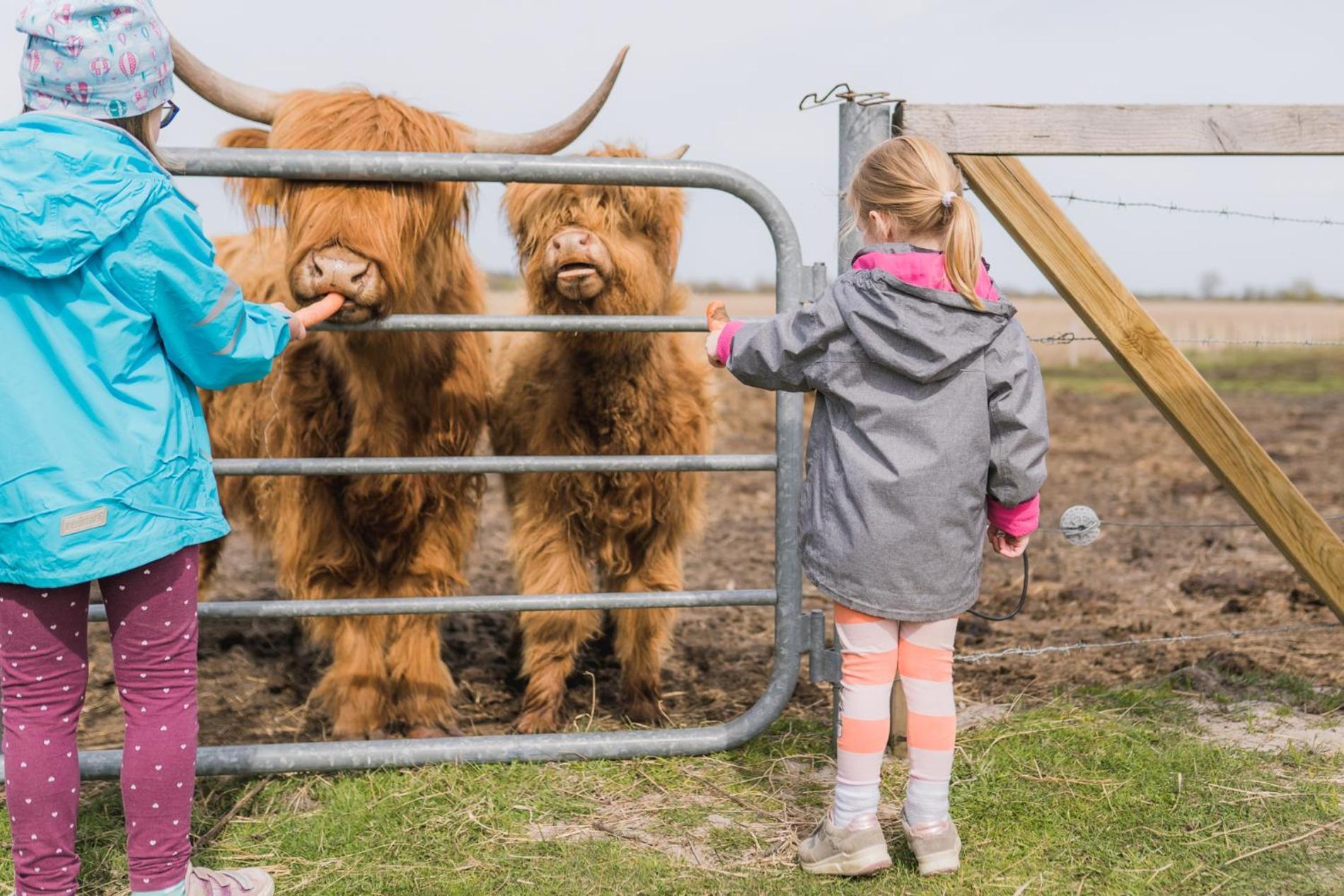 Buedlfarm - Der Familien-Erlebnishof In Strandnaehe Fehmarn Exterior foto